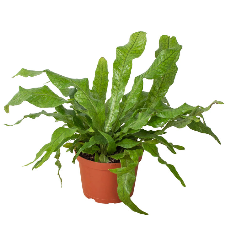 Fern 'Crocodile'-Indoor Plants-American Plant Supply