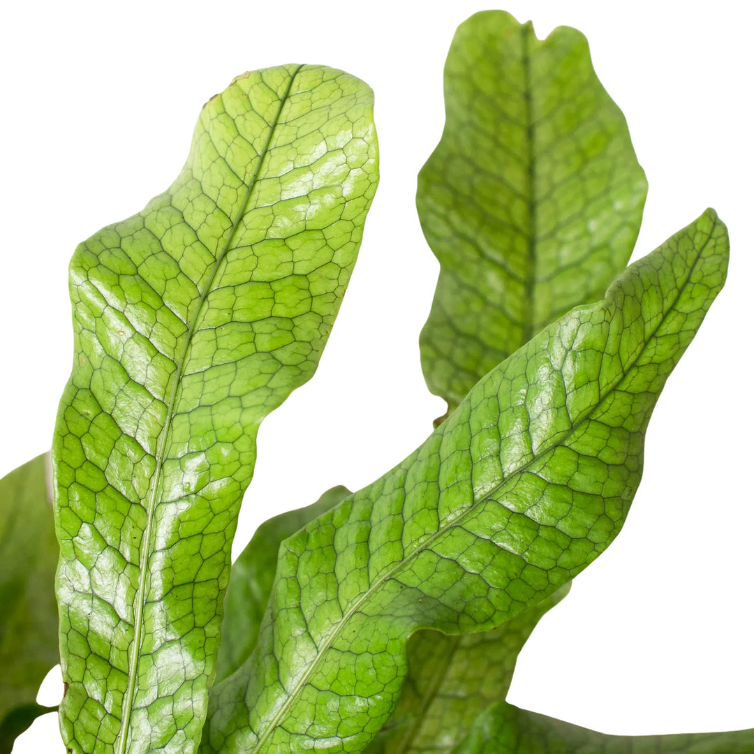 Fern 'Crocodile'-Indoor Plants-American Plant Supply