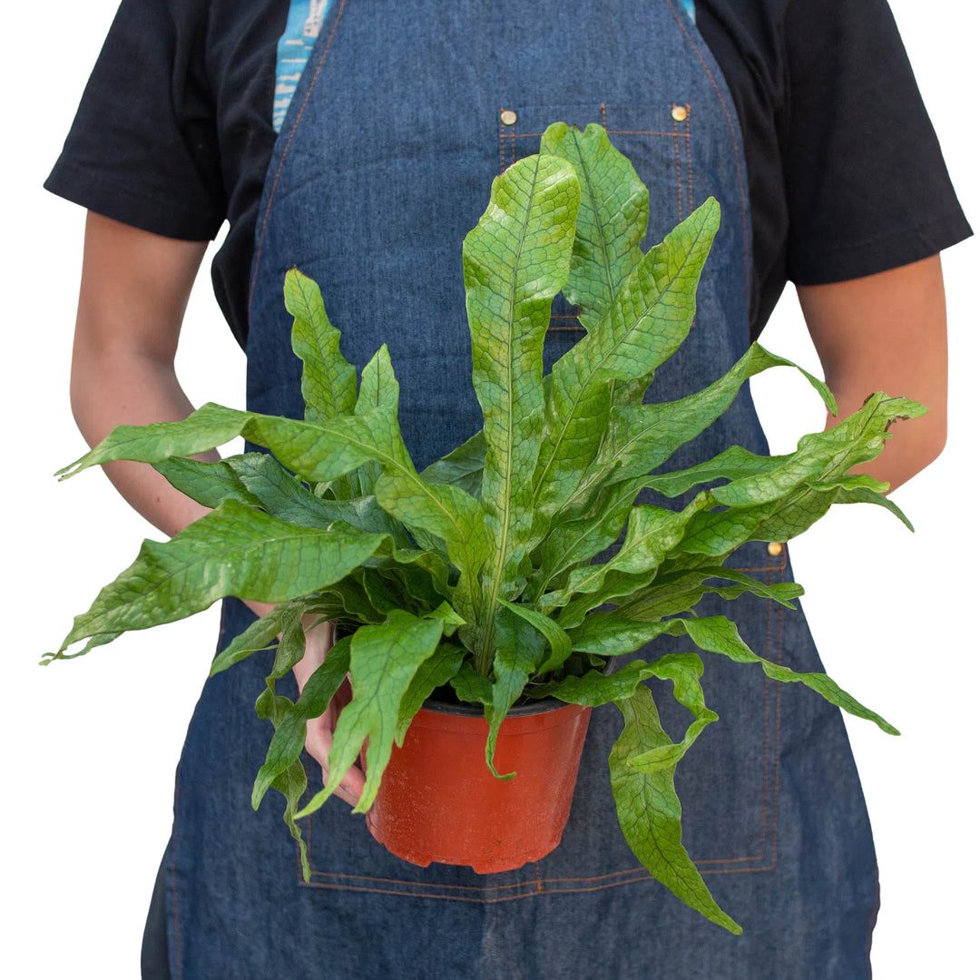 Fern 'Crocodile'-Indoor Plants-American Plant Supply