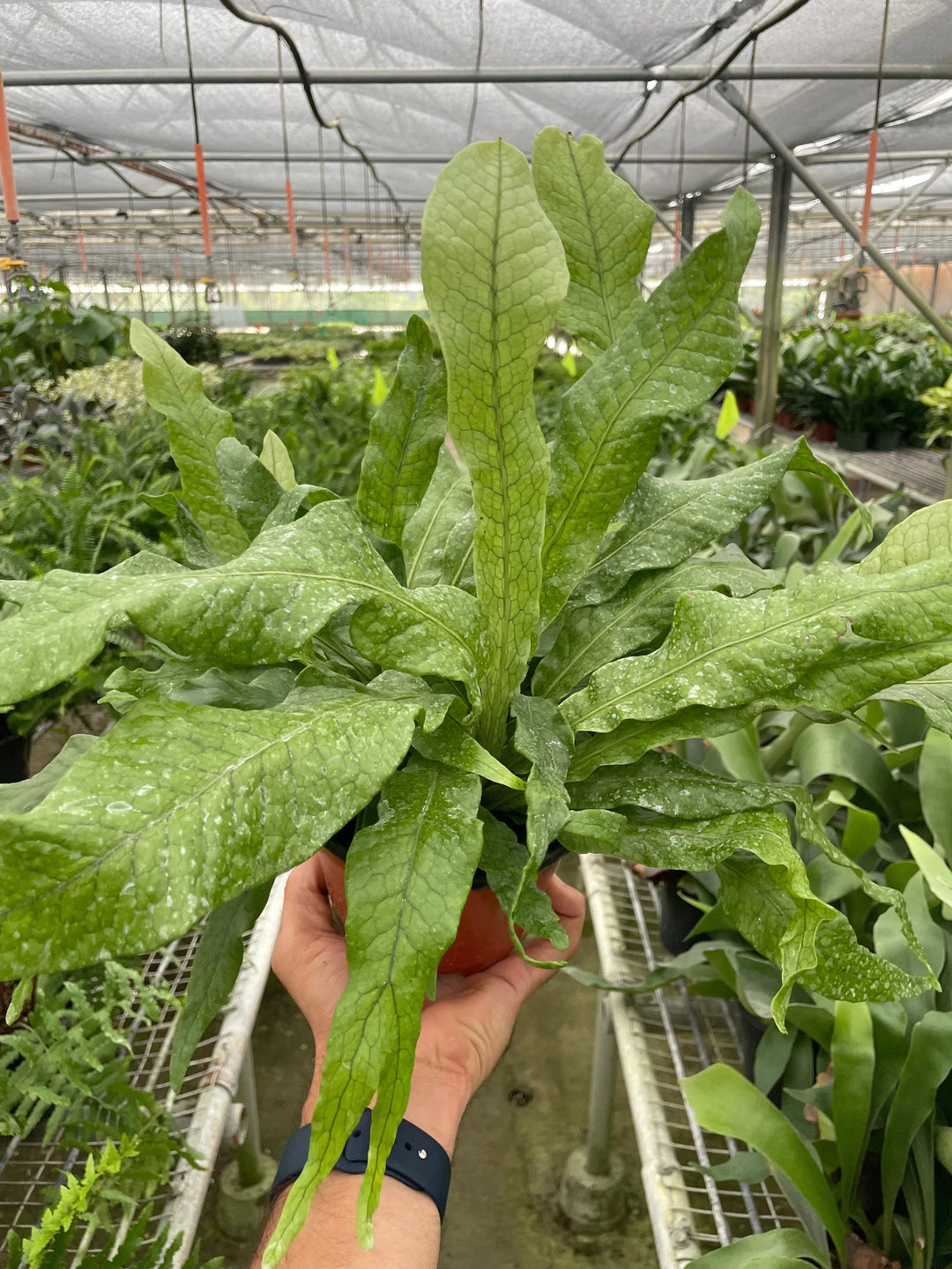 Fern 'Crocodile'-Indoor Plants-American Plant Supply