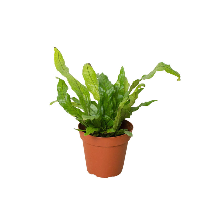 Fern 'Crocodile'-Indoor Plants-American Plant Supply