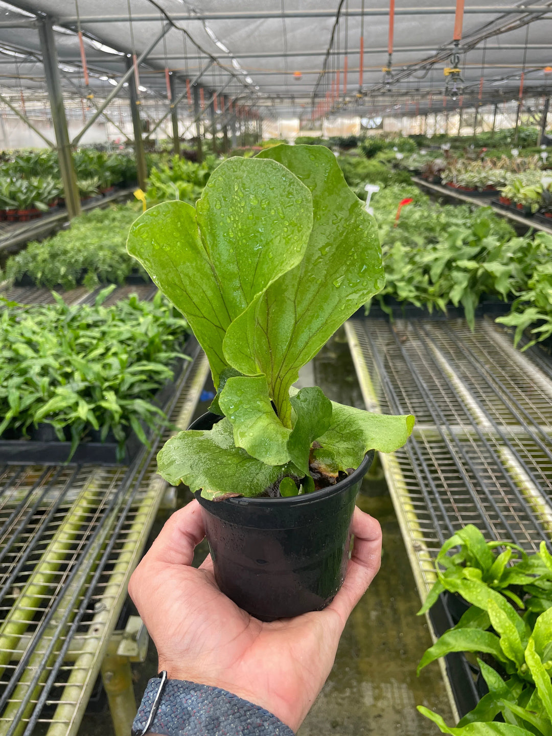 Fern 'Elephant'-6" Plant-American Plant Supply