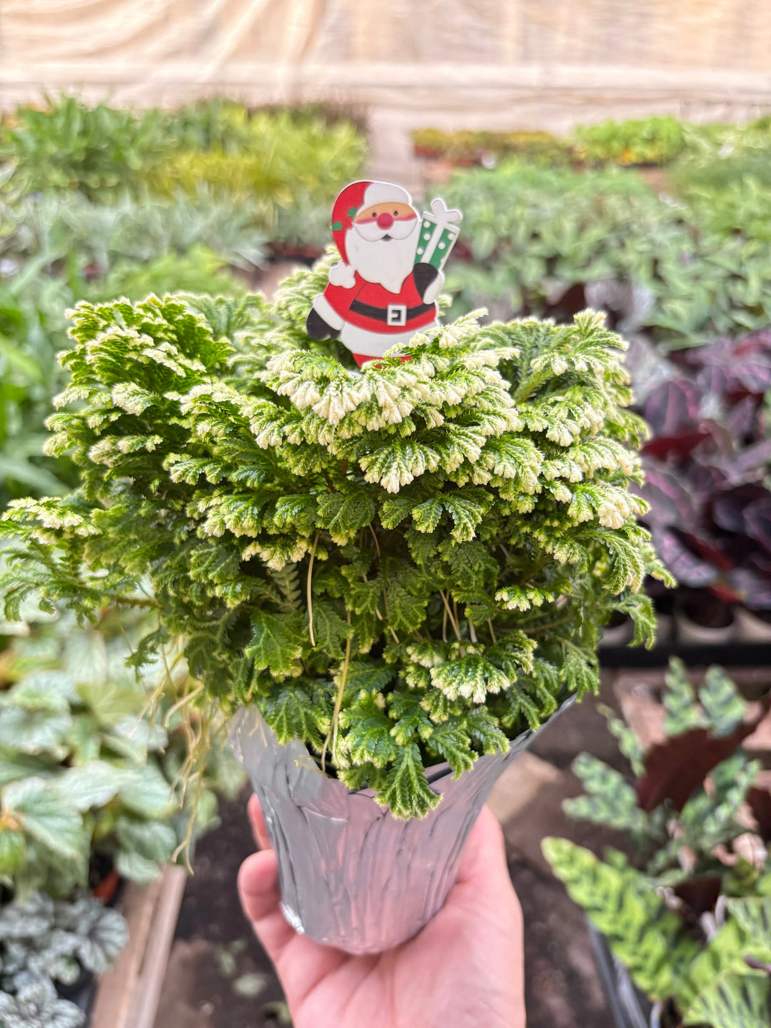 Fern 'Frosty'-Indoor Plants-American Plant Supply