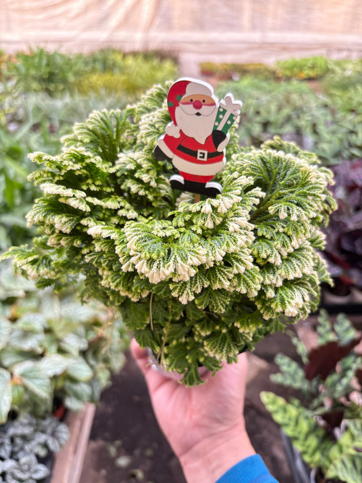 Fern 'Frosty'-Indoor Plants-American Plant Supply