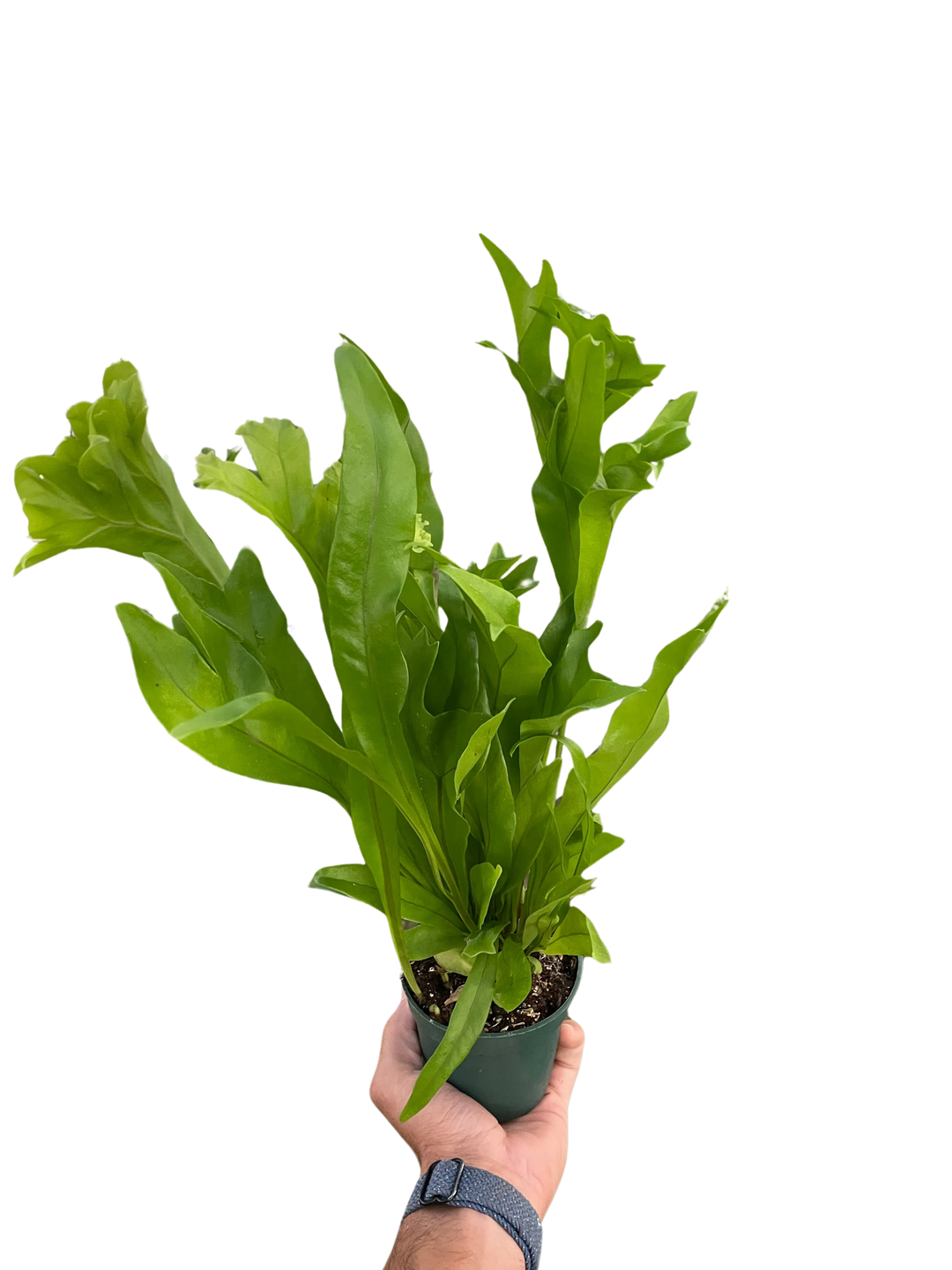 Fern 'Green Flame'-Indoor Plants-American Plant Supply