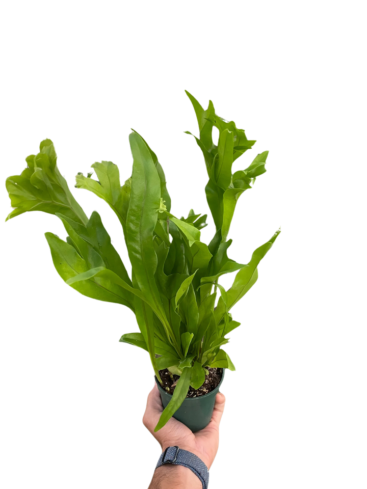 Fern 'Green Flame'-Indoor Plants-American Plant Supply