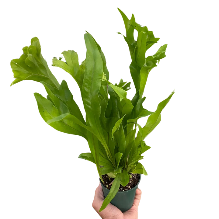 Fern 'Green Flame'-Indoor Plants-American Plant Supply