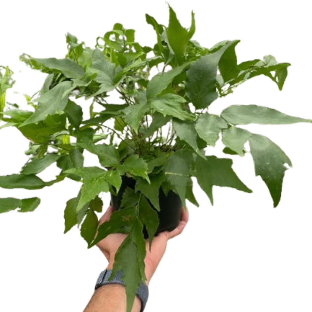 Fern 'Holly'-Indoor Plants-American Plant Supply