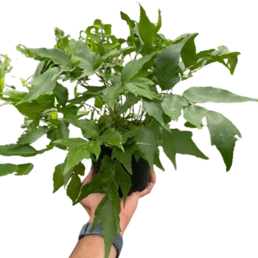 Fern 'Holly'-Indoor Plants-American Plant Supply