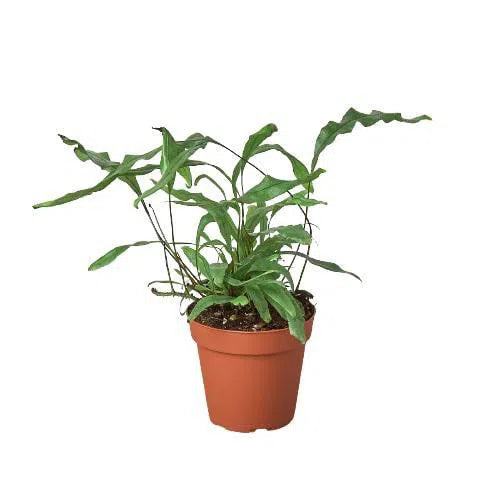 Fern 'Kangaroo Paw'-6" Plant-American Plant Supply