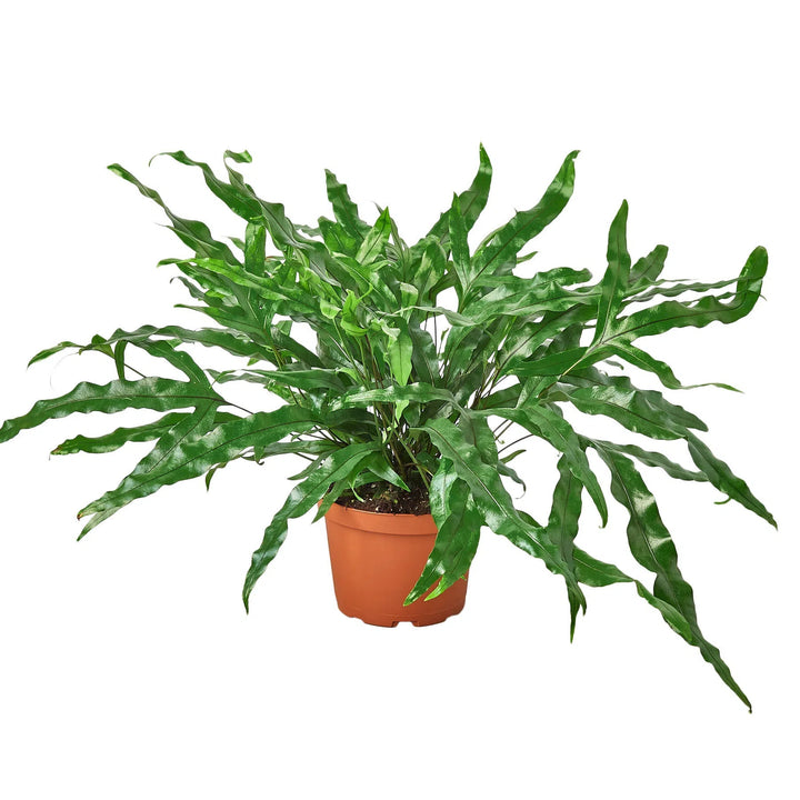 Fern 'Kangaroo Paw'-6" Plant-American Plant Supply