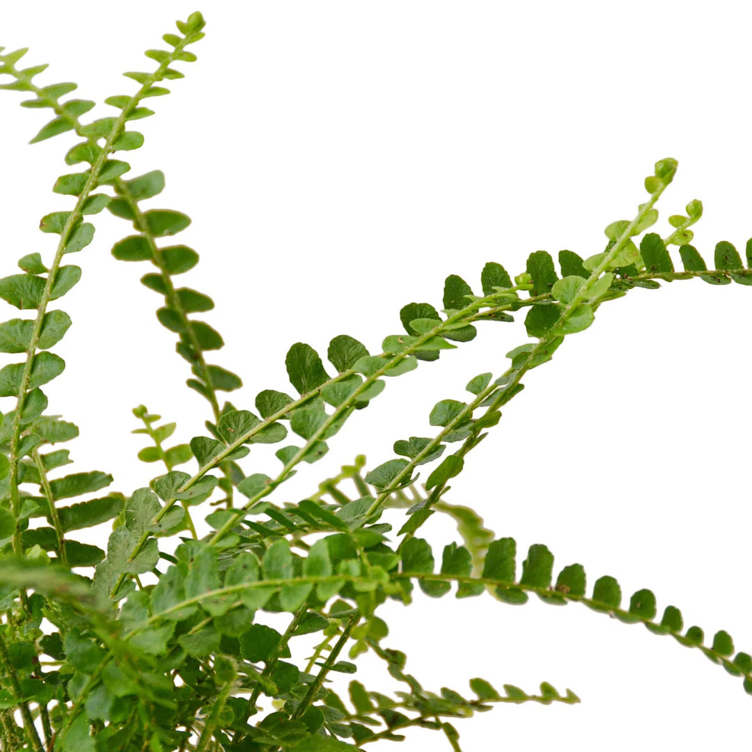 Fern 'Lemon Button'-Indoor Plants-American Plant Supply