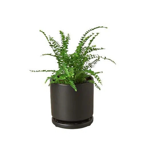 Fern 'Lemon Button'-Indoor Plants-American Plant Supply