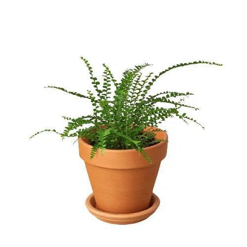 Fern 'Lemon Button'-Indoor Plants-American Plant Supply