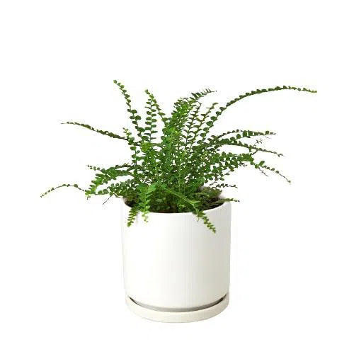 Fern 'Lemon Button'-Indoor Plants-American Plant Supply