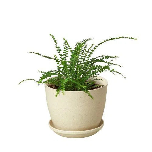 Fern 'Lemon Button'-Indoor Plants-American Plant Supply