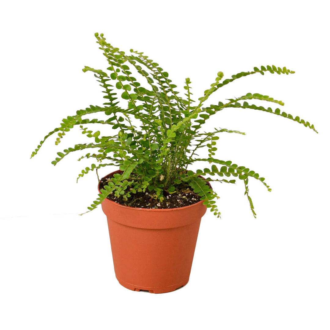 Fern 'Lemon Button'-Indoor Plants-American Plant Supply