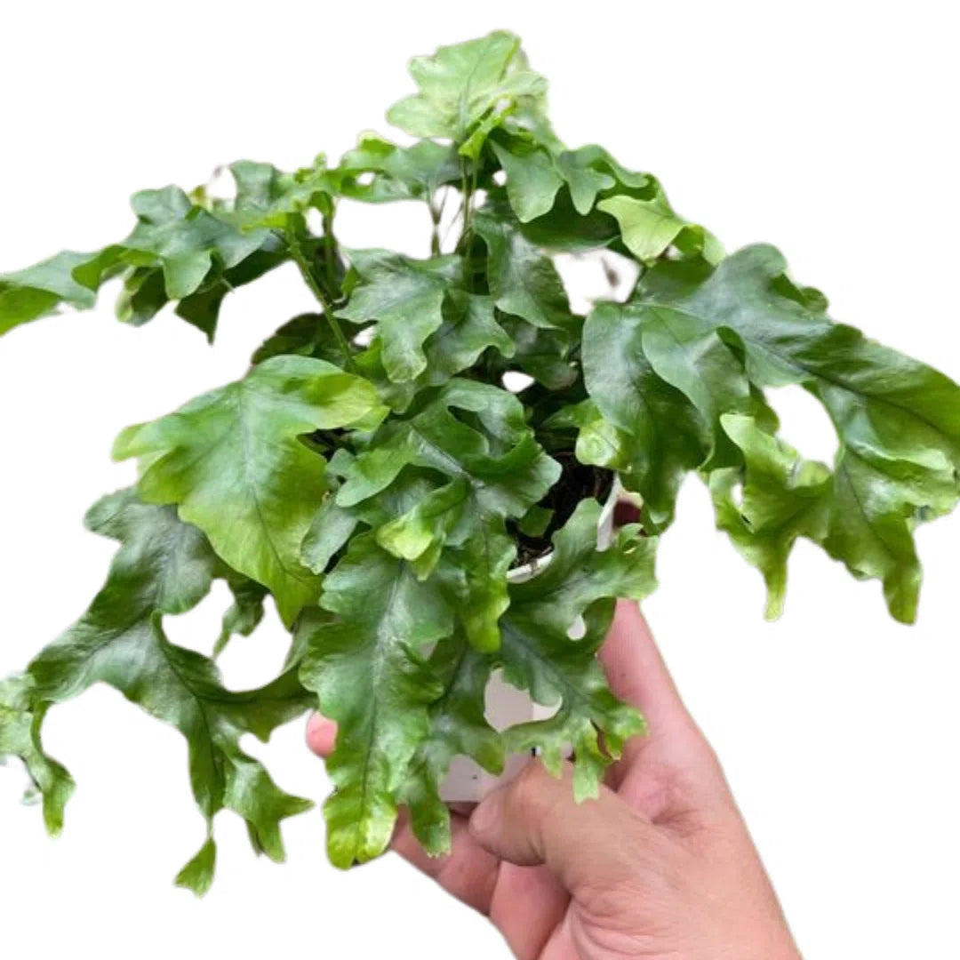 Fern 'Nicolas Diamond'-Indoor Plants-American Plant Supply