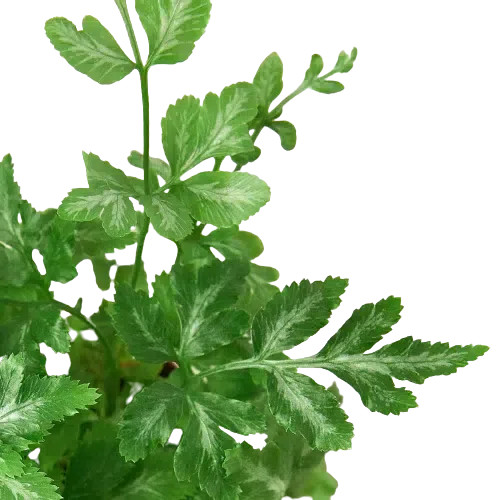 Fern 'Silver Lace'-2" Plant (1pk/$0.75) ($4 Ship/12oz)-American Plant Supply