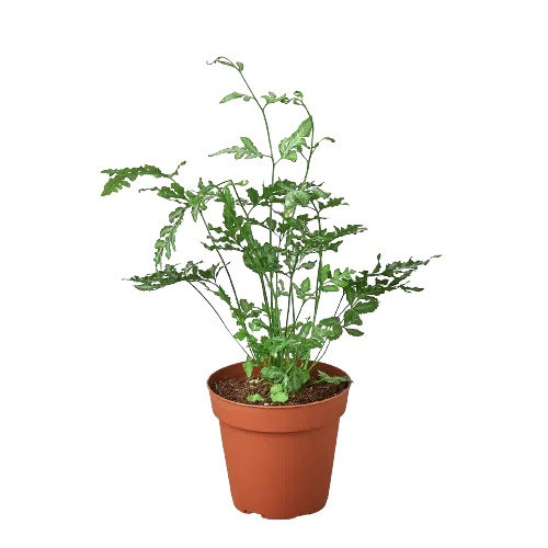 Fern 'Silver Lace'-2" Plant (1pk/$0.75) ($4 Ship/12oz)-American Plant Supply