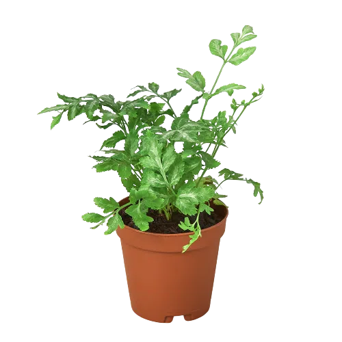 Fern 'Silver Lace'-2" Plant (1pk/$0.75) ($4 Ship/12oz)-American Plant Supply