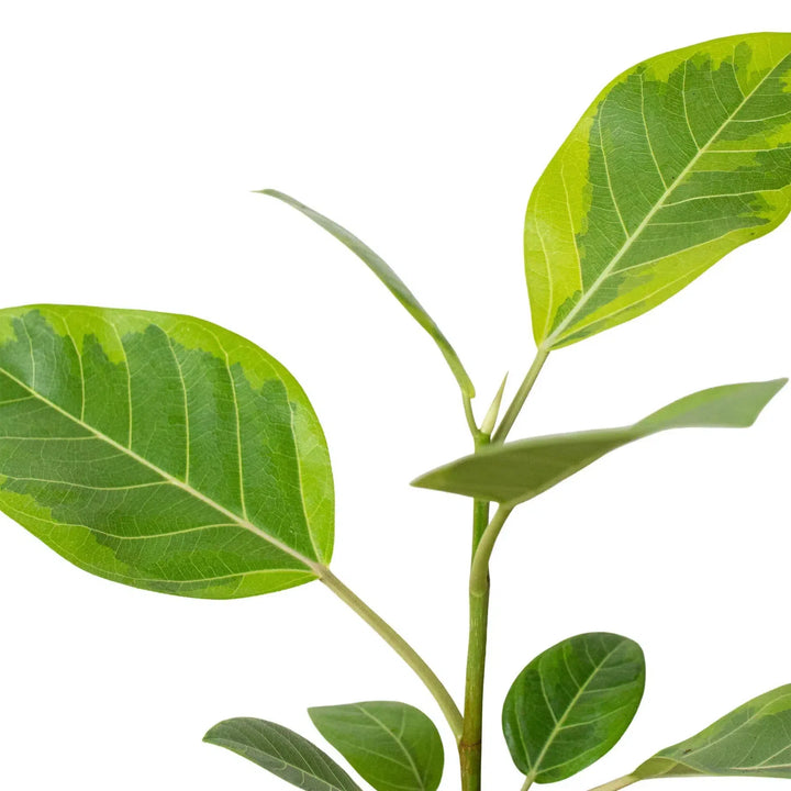 Ficus Altissima 'Yellow Gem'-Indoor Plants-American Plant Supply