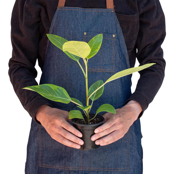 ficus altissima golden gem Ficus Altissima 'Yellow Gem' exclusive at American Plant Supply