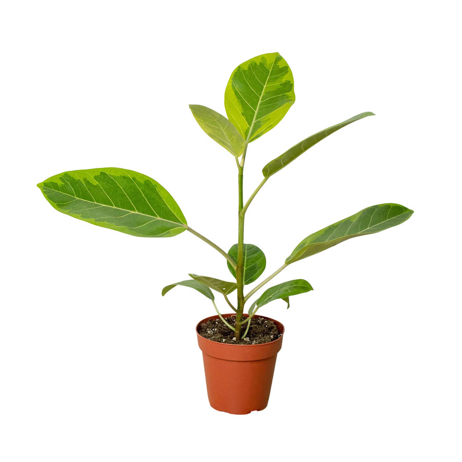 Ficus Altissima 'Yellow Gem'-Indoor Plants-American Plant Supply