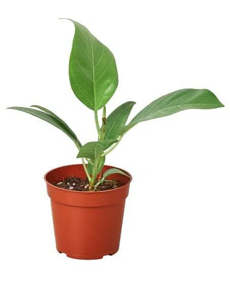 Ficus 'Audrey'-American Plant Supply