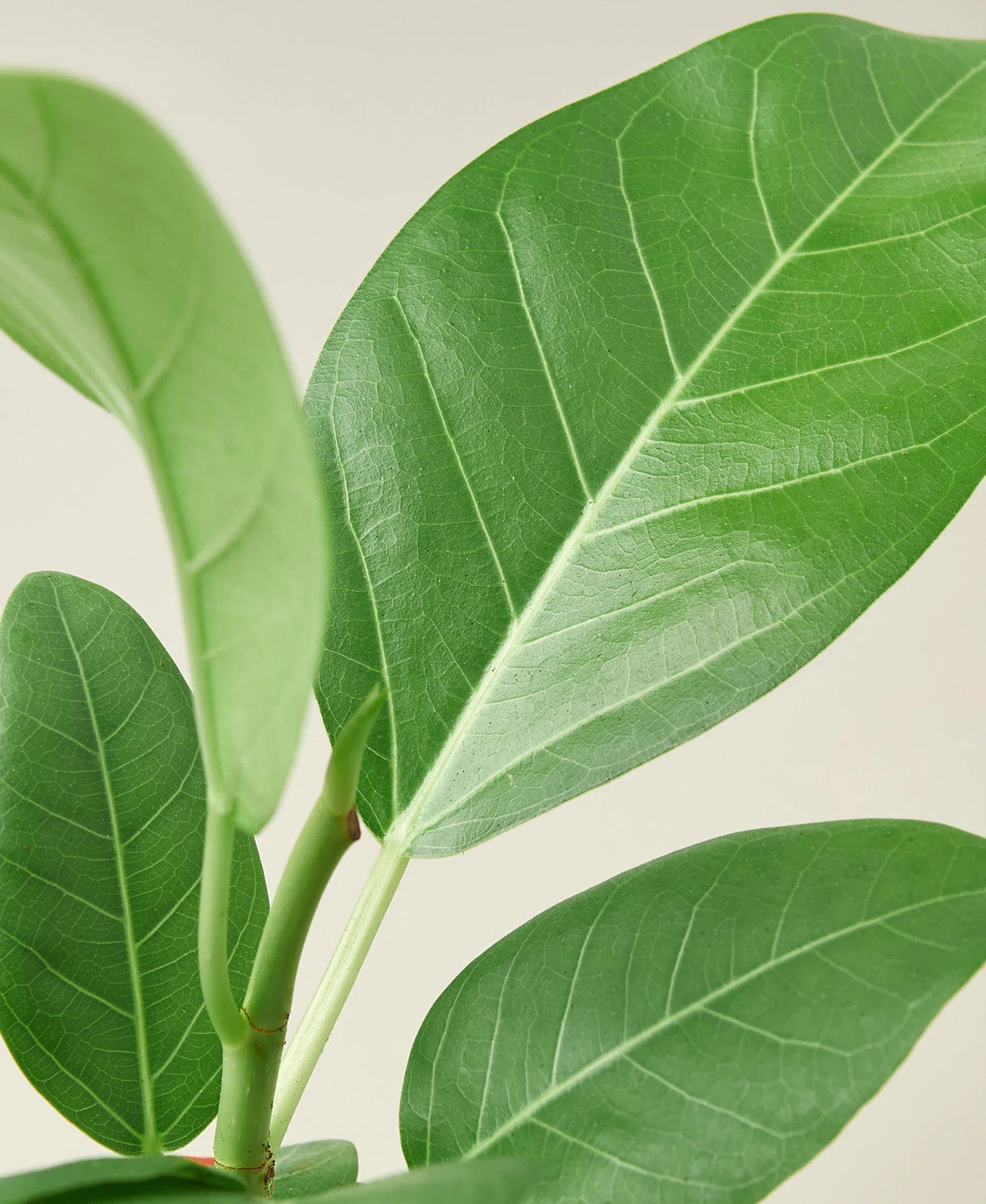 ficus audrey for sale Ficus Audrey Indoor Plant for Sale, Best Houseplants for Beginners 4" Pot by Succulents Box
