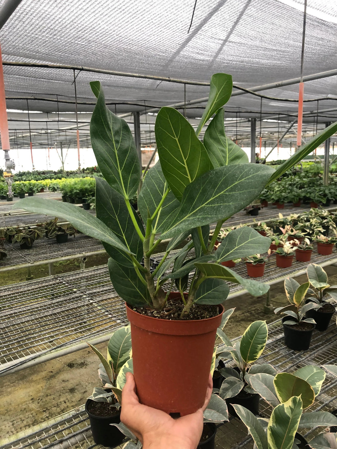 Ficus 'Audrey'-American Plant Supply