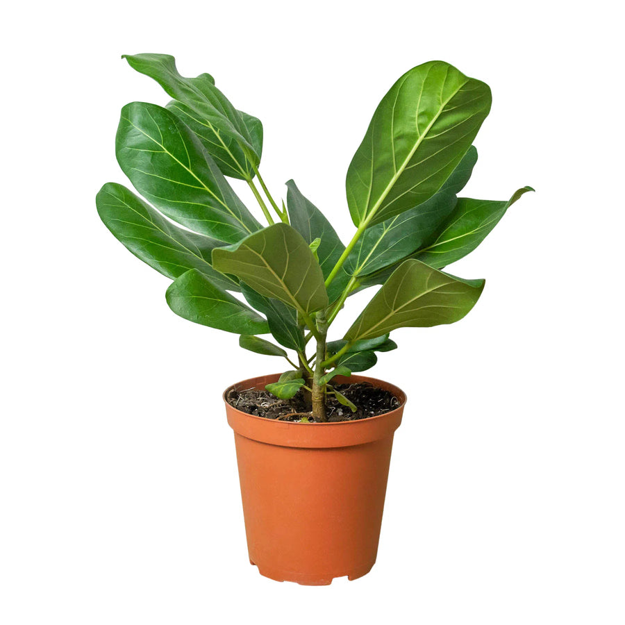 Ficus 'Audrey'-American Plant Supply