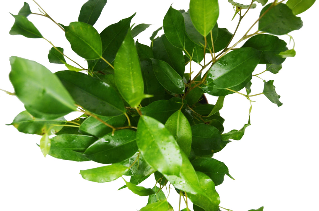 Ficus 'Benjamina' - 6" Pot-6" Plant (1pk/$4.5) ($10 Ship/31oz)-American Plant Supply