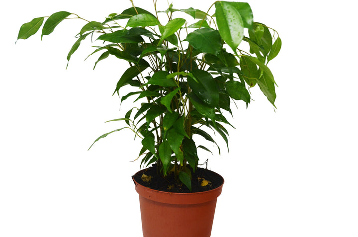 Ficus 'Benjamina' - 6" Pot-6" Plant (1pk/$4.5) ($10 Ship/31oz)-American Plant Supply