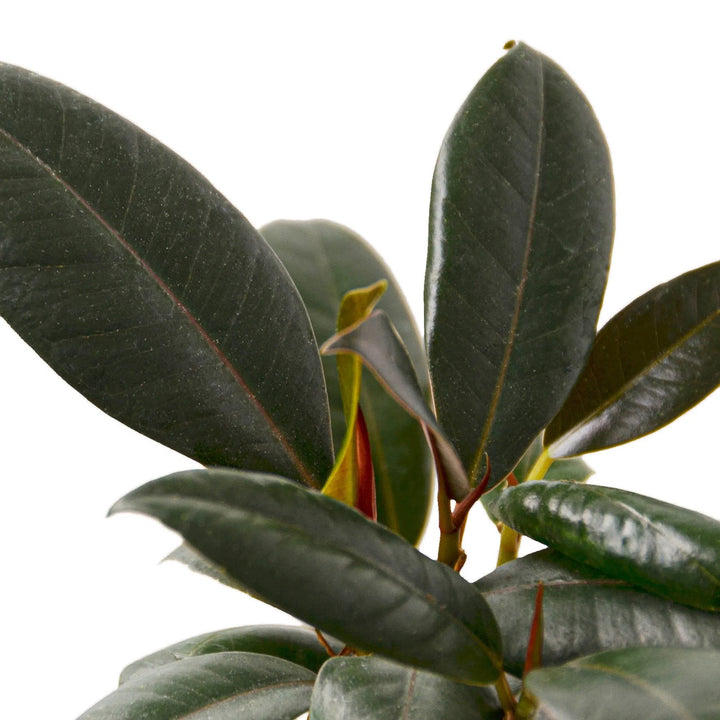 Ficus Elastica 'Burgundy'-Default-American Plant Supply