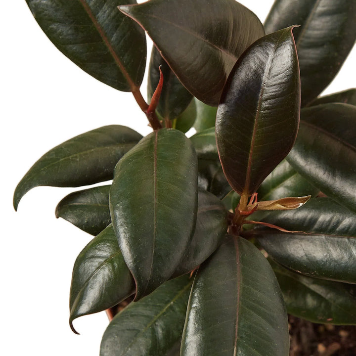 Ficus Elastica 'Burgundy'-Default-American Plant Supply