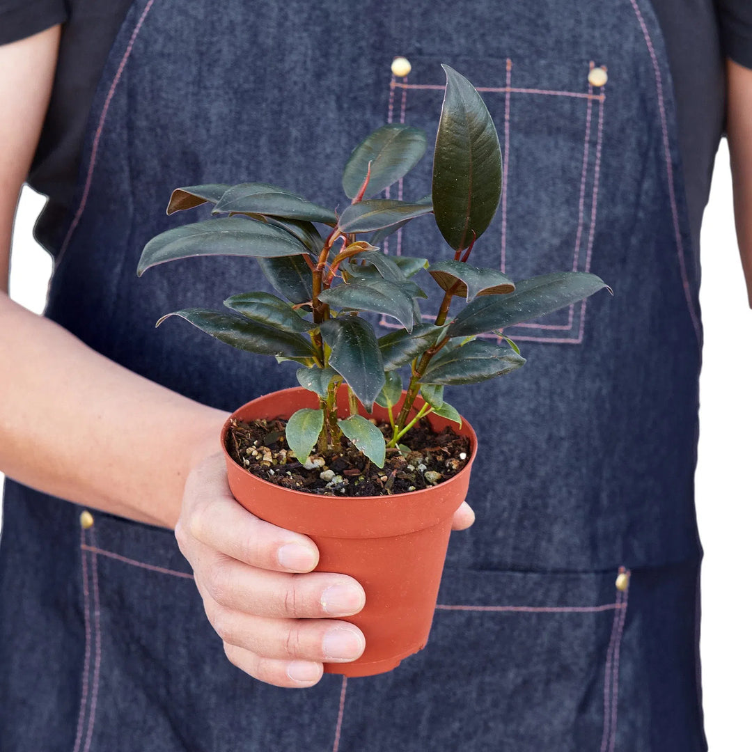 Ficus Elastica 'Burgundy'-Default-American Plant Supply