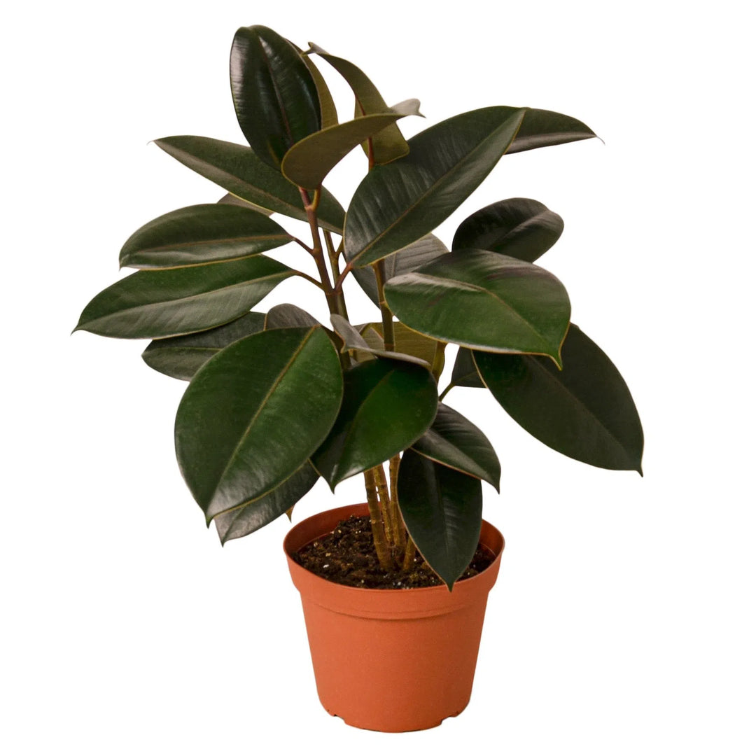 Ficus Elastica 'Burgundy'-Default-American Plant Supply