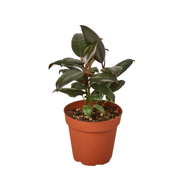 Ficus Elastica 'Burgundy'-Default-American Plant Supply