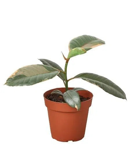 Ficus Elastica 'Ruby Pink'-Indoor Plants-American Plant Supply