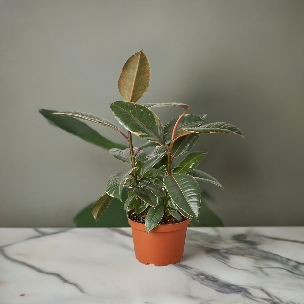 Ficus Elastica 'Tineke'