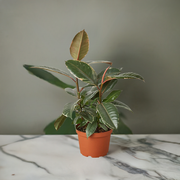 Ficus Elastica 'Tineke'