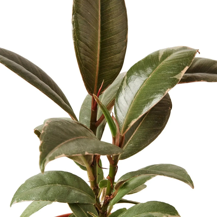 Ficus Elastica 'Tineke'-Indoor Plants-American Plant Supply