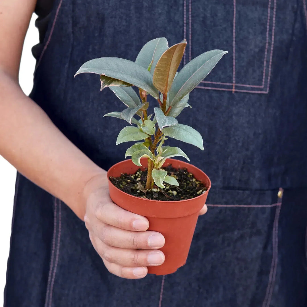 Ficus Elastica 'Tineke'-Indoor Plants-American Plant Supply