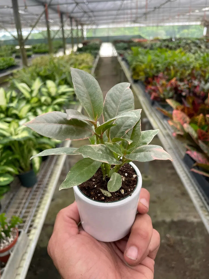 Ficus Elastica 'Tineke'-Indoor Plants-American Plant Supply