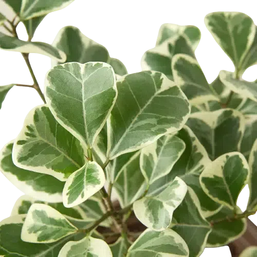 Ficus Elastica 'Triangularis' Variegated-Indoor Plants-American Plant Supply