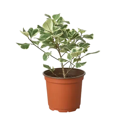 Ficus Elastica 'Triangularis' Variegated-Indoor Plants-American Plant Supply