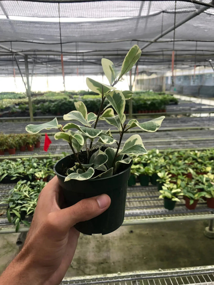 Ficus Elastica 'Triangularis' Variegated-Indoor Plants-American Plant Supply