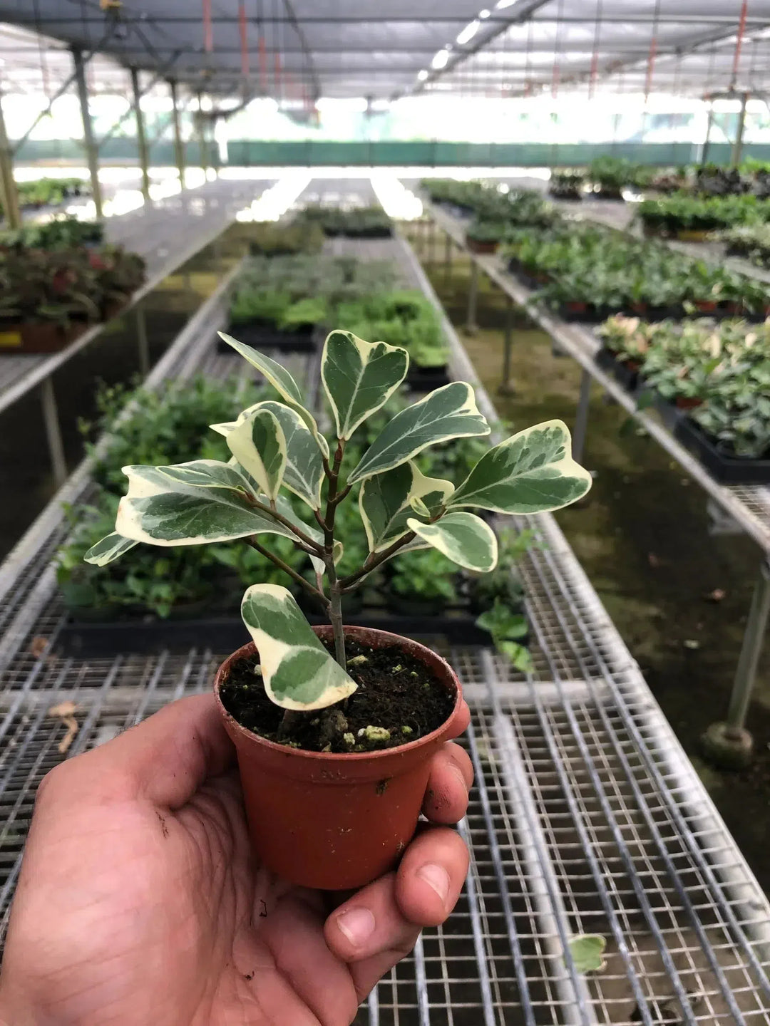 Ficus Elastica 'Triangularis' Variegated-Indoor Plants-American Plant Supply