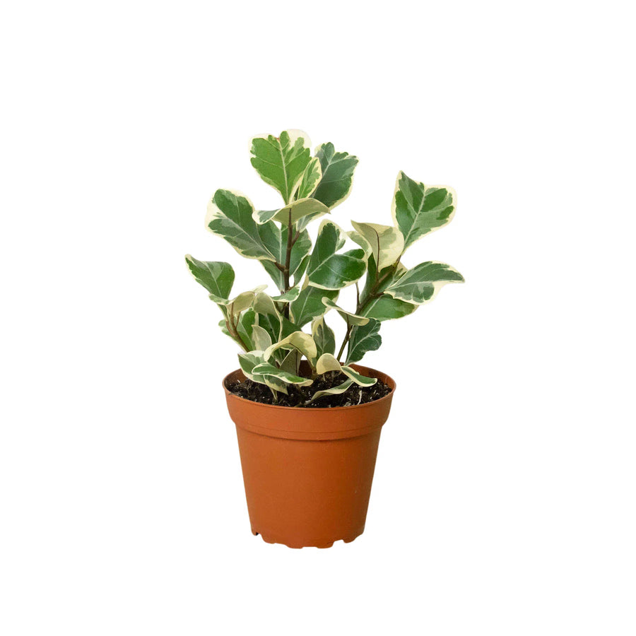 Ficus Elastica 'Triangularis' Variegated-Indoor Plants-American Plant Supply